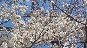 桜の木 オークション販売 売れる商品説明の書き方